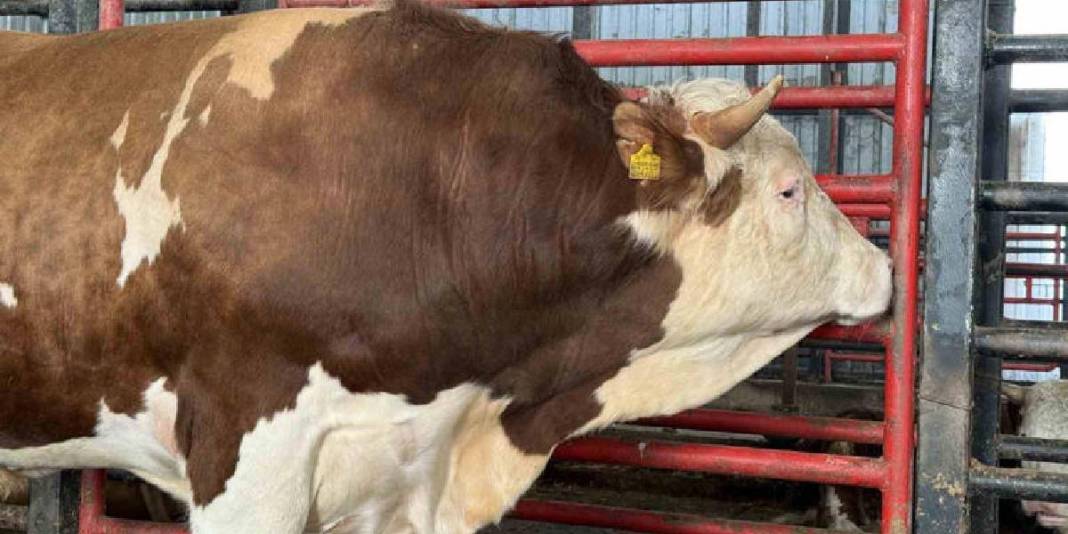 Ağırlığı 1,5 ton, fiyatı 950.000 TL: ‘Benim gözümde değeri çok daha fazla’ 5